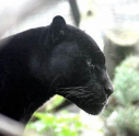 TurboPanther Cloud Store