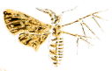 Cicada